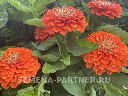 Цинния георгиновидная Сочные тропики Дайкири - Партнер фото 2