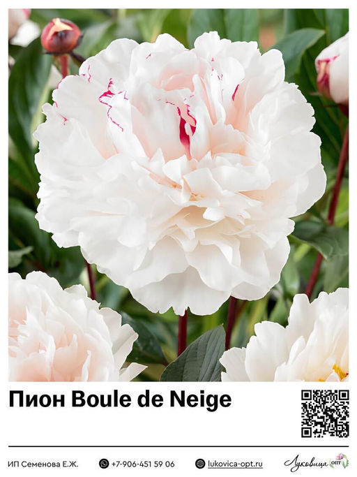 Пион Boule de Neige