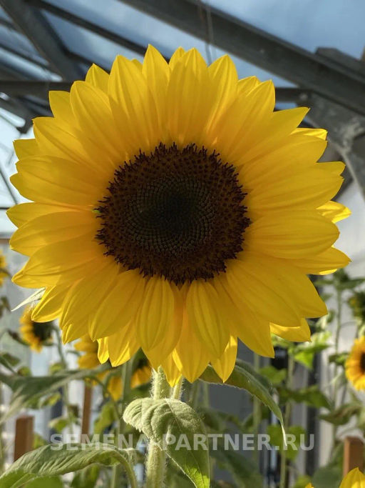 Подсолнечник однолетний декоративный Люксор Голден - Партнер фото 3