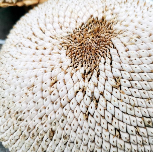 Белый Элефант Подсолнечник - White Elephant Sunflower - Дом помидоров фото 2