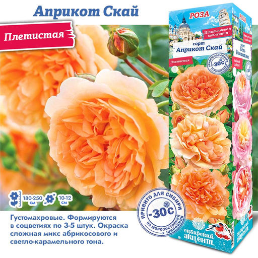 Роза Априкот Скай (Плетистая) 1шт