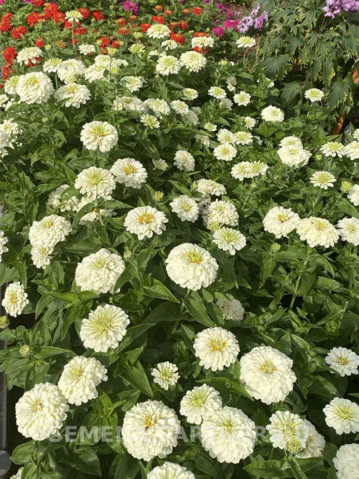 Цинния георгиновидная Фэнтези Белый Антик - Партнер фото 7