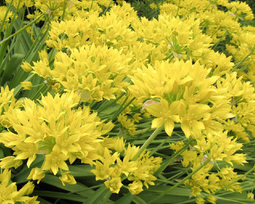 Allium Moly (Лук декоративный Молли) 5шт - Долина роз фото 2