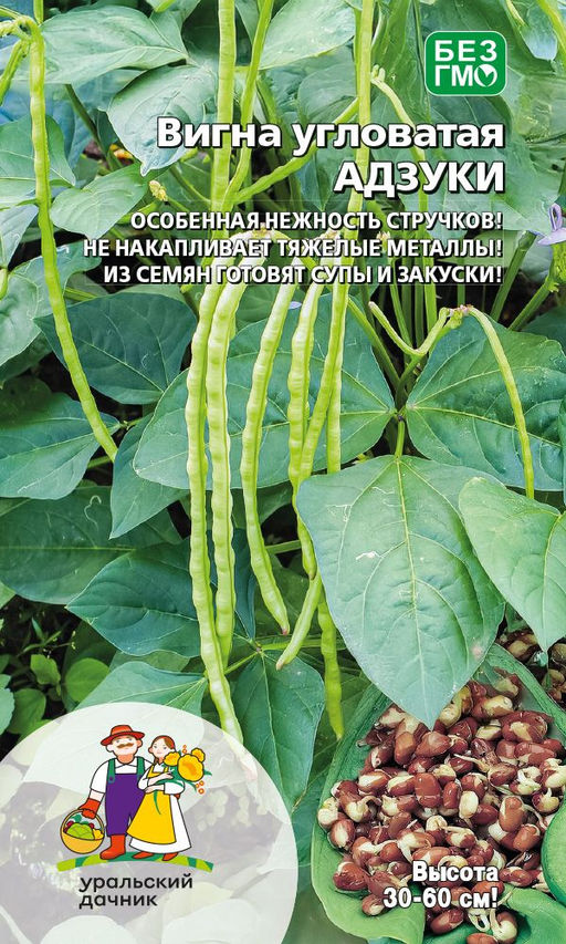 Вигна АДЗУКИ Особенная нежность стручков! Не накапливает тяжелые металлы! Из семян готовят супы и закуски!