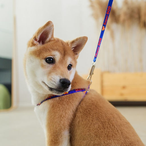 Комплект Super Dog, шлейка 26-39 см, поводок 120х1 см - Пушистое счастье фото 9