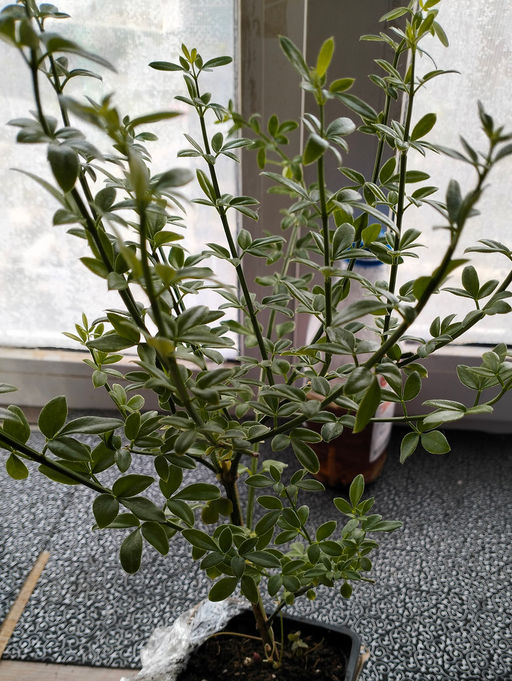 Жасмин голоцветковый