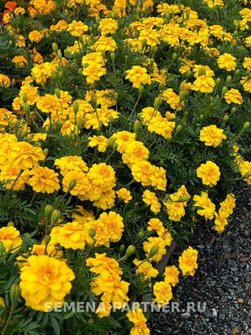 Бархатцы отклоненные Одри Еллоу - Партнер фото 6