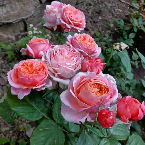 R341 МЭРИ ЭНН