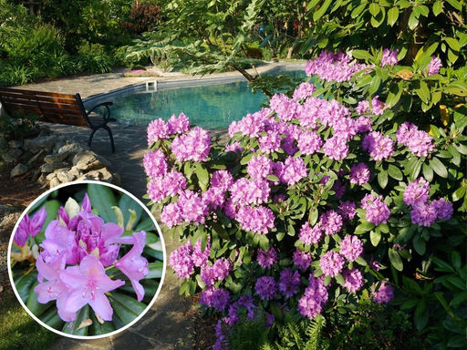 Рододендрон Катевбинский Грандифлорум - Долина роз фото 4