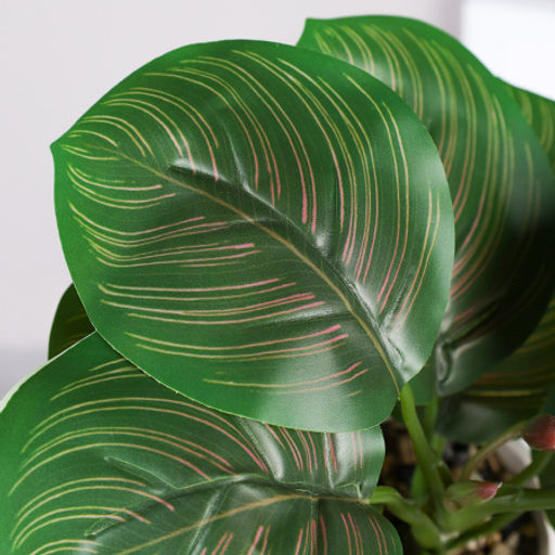 Цветочная композиция Калатея 27 см / SL-6 /уп 48/ - Галеонтрейд фото 5