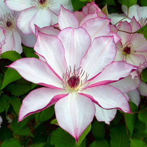 КЛЕМАТИС Омоширо Разбор I Кол-во упак., шт 1