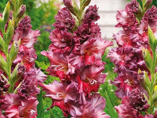 Гладиолус Rostov (Ростов) 5 шт - Долина роз фото 2