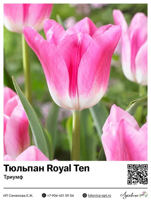 Тюльпан Royal Ten (Триумф)