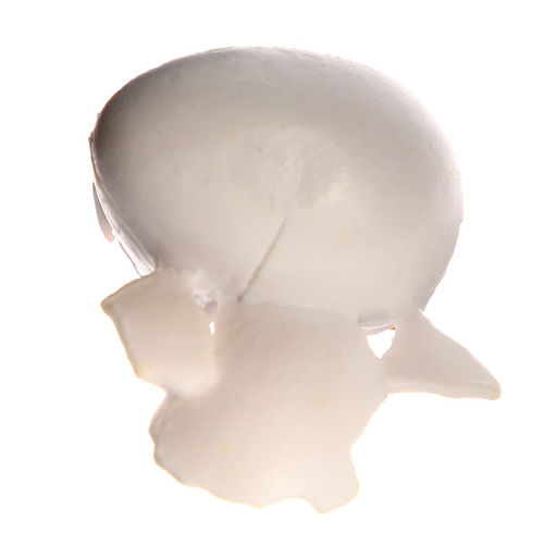 Обучающий набор Этапы развития куриц 4 фигурки - Simaland фото 5