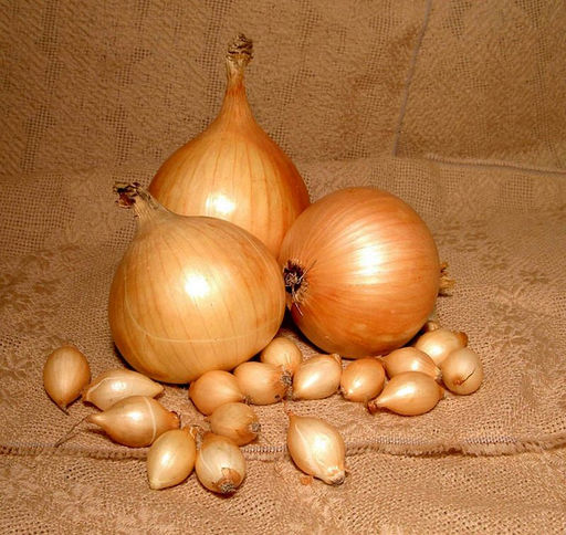 Севок Шетана Россия 1 кг