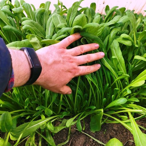 Зелень Мибу — Мибусаи — Мибуна (壬生菜)