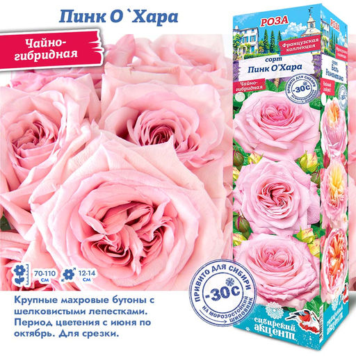 Роза Пинк ОХара (Чайно-гибридная) 1шт