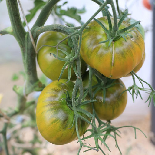 Ирландский ликёр - Tomatia фото 3