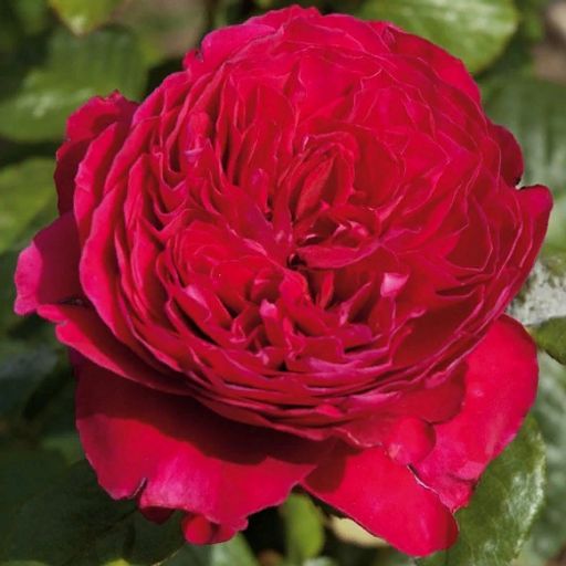 R020 АЛАН СУШОН