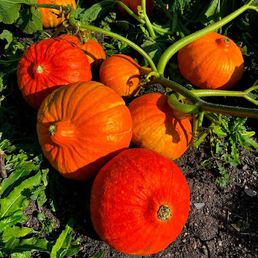 Тыква КОНФЕТКА (КАРАМЕЛЬКА)  Самая сладкая! Идеальна для диетического и детского питания! Аромат с ванильными нотками!