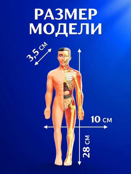 Набор для опытов Строение тела, анатомия человека - Эврики фото 14