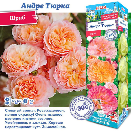 Роза Андре Тюрка (Шраб) 1шт