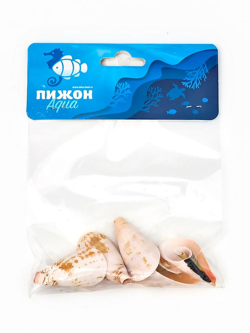 Набор ракушек декоративных, длина 4 см, 5 шт