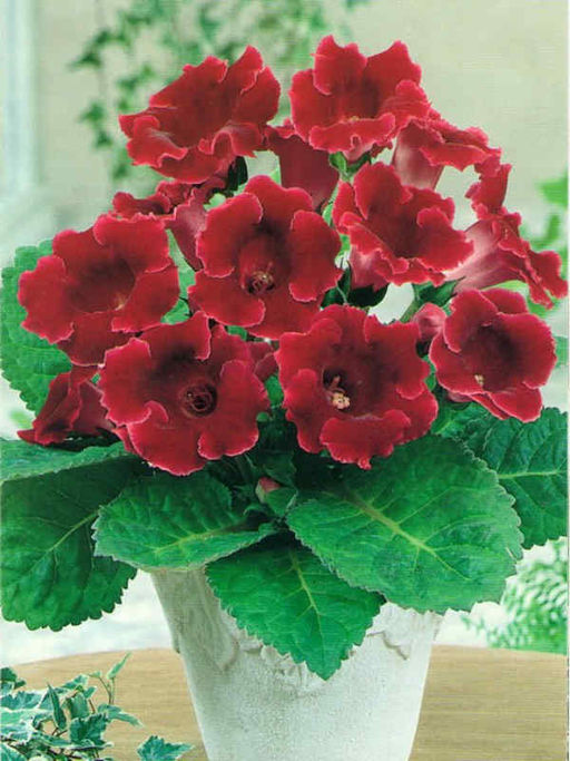 ГЛОКСИНИЯ Криспа Метеор Разбор 5/6 Кол-во упак., шт 2