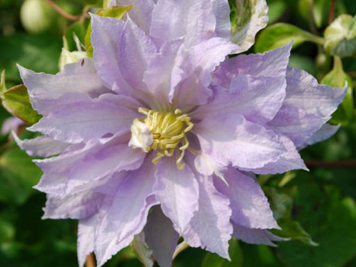 Клематис Дансинг Кинг - Долина роз фото 3