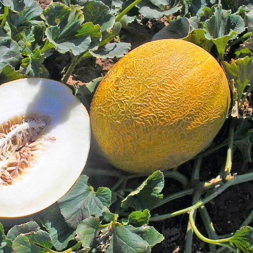 6256U Дыня Темрючанка 5шт