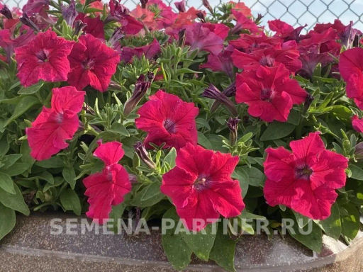 Петуния Кэнди Фредерика прямостоячая розово-пурпурная - Партнер фото 4