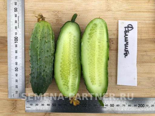 Огурец пчелоопыляемый Феличита - Партнер фото 4