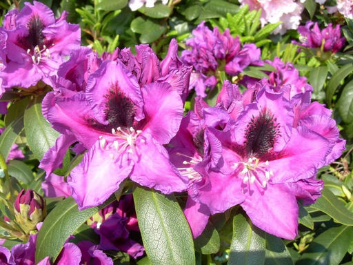 Рододендрон Распутин - Долина роз фото 2