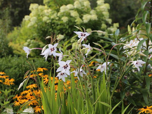 Acidanthera Murielae (Ацидантера Мюриэл) 10шт - Долина роз фото 6