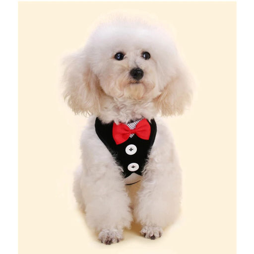 Шлейка с поводком для мелких пород собак и кошек "LAPUSIK", цвет черный, размер S