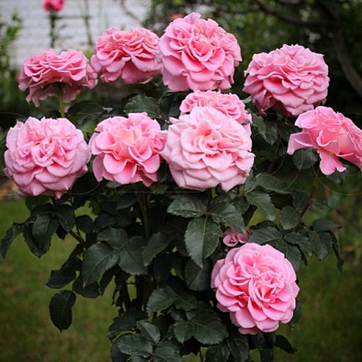 R594 ЭШЛИ