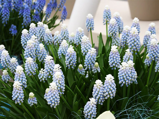 Мускари Mount Hood (Маунт Худ) 5шт