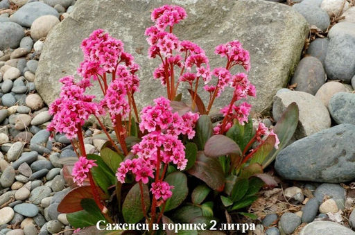 Бадан гибридный Драгонфлай Сакура (С2) - Саженцы Поиск фото 2