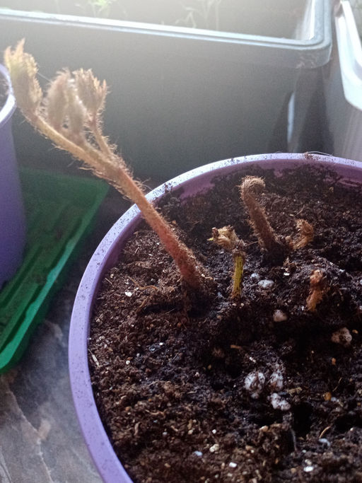 Астильба Арендса Фанал