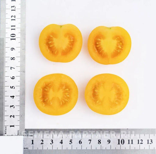 Томат Черри Златояр - Партнер фото 7