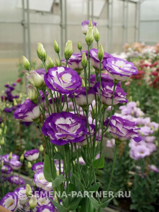 Эустома срезочная махровая голубая Принцесса Каролина - Партнер фото 3