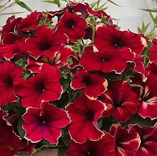 5191D Петуния грандифлора Романтика Софи 5шт