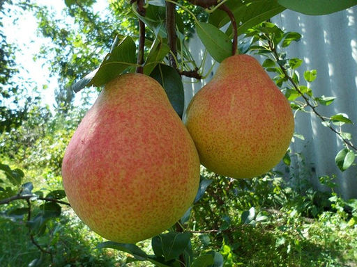Груша Мраморная (раннее-осенняя)