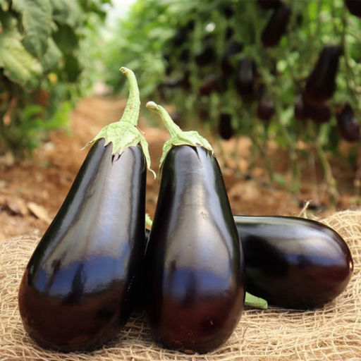 6195U Баклажан Эскимо F1 5шт