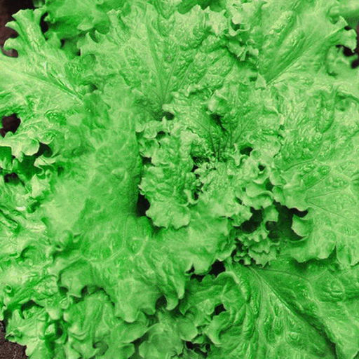 6272U Салат Русич 10шт