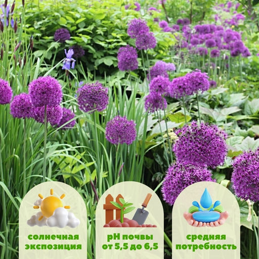 Лук декоративный Перпл Рейн 5шт