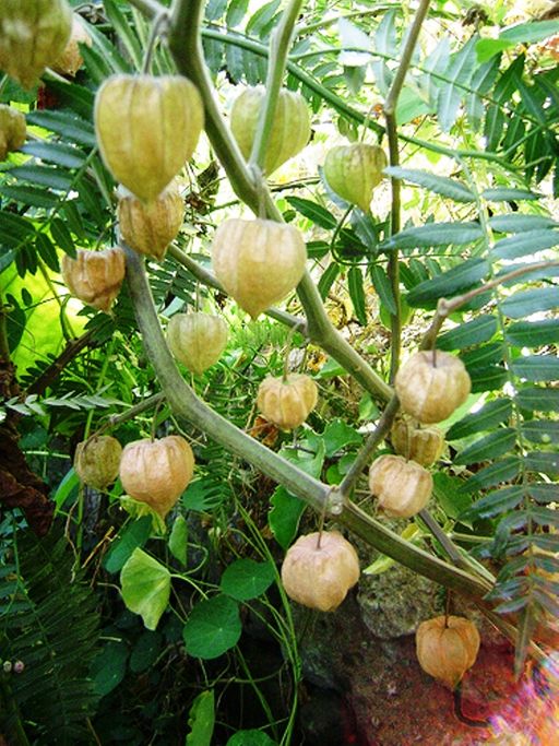 Семена физалиса перуанского