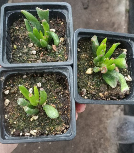 Крассула Хоббит горшок 0,5 л - 1000корней фото 3