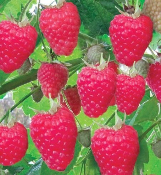 Малина Жаркая Птица ремонтантная (коробка) 1шт