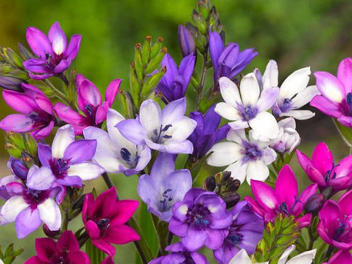 Бабиана Стрикта смесь (Babiana Stricta Mix) 10шт - Долина роз фото 3